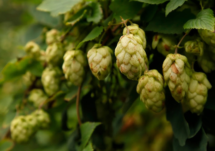 Button Brew House exterior view showcasing professional Brewery services in Marana, Arizona